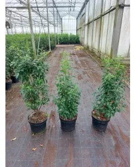 Portugisisk lagerk�e4rsb�e4r